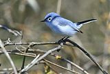 Blue-gray Gnatcatcher