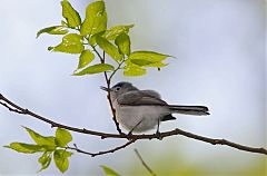 Blue-gray Gnatcatcher