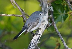 Blue-gray Gnatcatcher