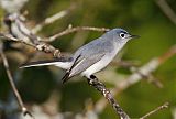 Blue-gray Gnatcatcher