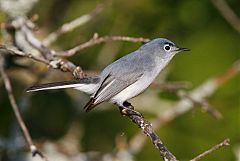 Blue-gray Gnatcatcher