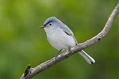 Blue-gray Gnatcatcher