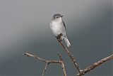 Blue-gray Gnatcatcher