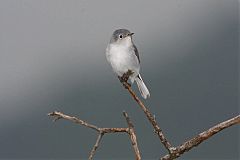 Blue-gray Gnatcatcher