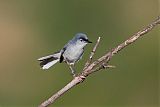 Blue-gray Gnatcatcher