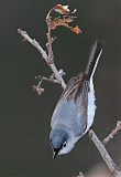 Blue-gray Gnatcatcher