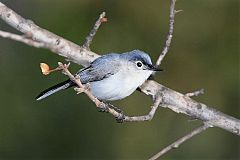 Blue-gray Gnatcatcher