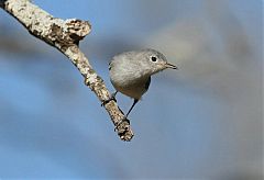 Blue-gray Gnatcatcher