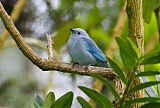 Blue-gray Tanager