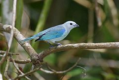 Blue-gray Tanager