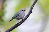 Blue-gray Tanager