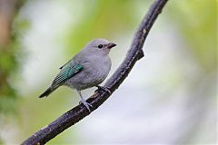 Blue-gray Tanager