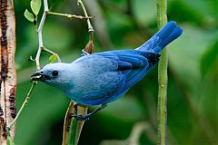 Blue-gray Tanager