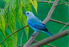 Blue-gray Tanager