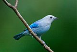 Blue-gray Tanager