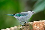 Blue-gray Tanager