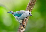 Blue-gray Tanager