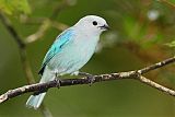 Blue-gray Tanager