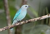 Blue-gray Tanager