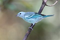 Blue-gray Tanager