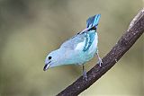 Blue-gray Tanager