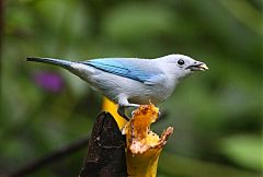 Blue-gray Tanager