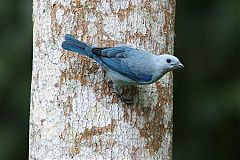 Blue-gray Tanager