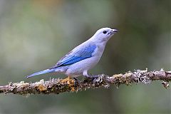 Blue-gray Tanager