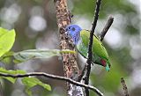 Blue-headed Parrotborder=