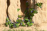 Blue-headed Parrot