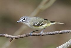 Blue-headed Vireo