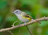 Blue-headed Vireo