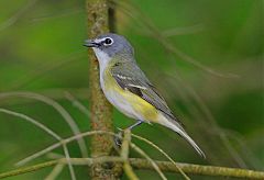 Blue-headed Vireo