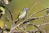 Blue-headed Vireoborder=