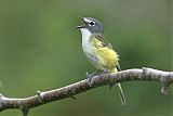 Blue-headed Vireo