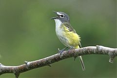 Blue-headed Vireo