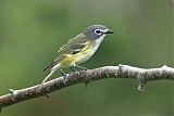 Blue-headed Vireo