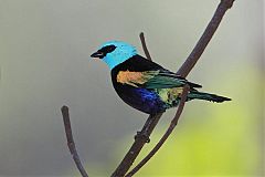 Blue-necked Tanager