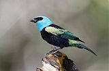 Blue-necked Tanager