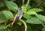 Blue-throated Goldentail