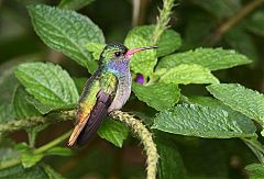 Blue-throated Goldentail