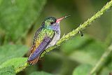 Blue-throated Goldentailborder=