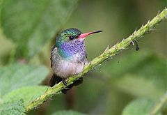 Blue-throated Goldentail