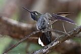 Blue-throated Mountain-gemborder=