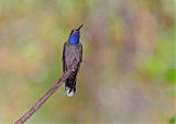 Blue-throated Mountain-gem