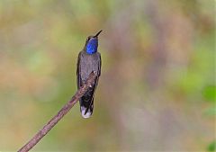 Blue-throated Mountain-gem