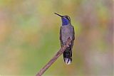 Blue-throated Mountain-gem