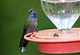 Blue-throated Mountain-gemborder=