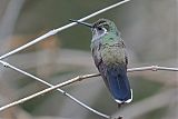 Blue-throated Mountain-gem