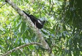 Blue-throated Piping-Guanborder=